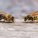 Abeille et guepes : comment les différencier au rucher