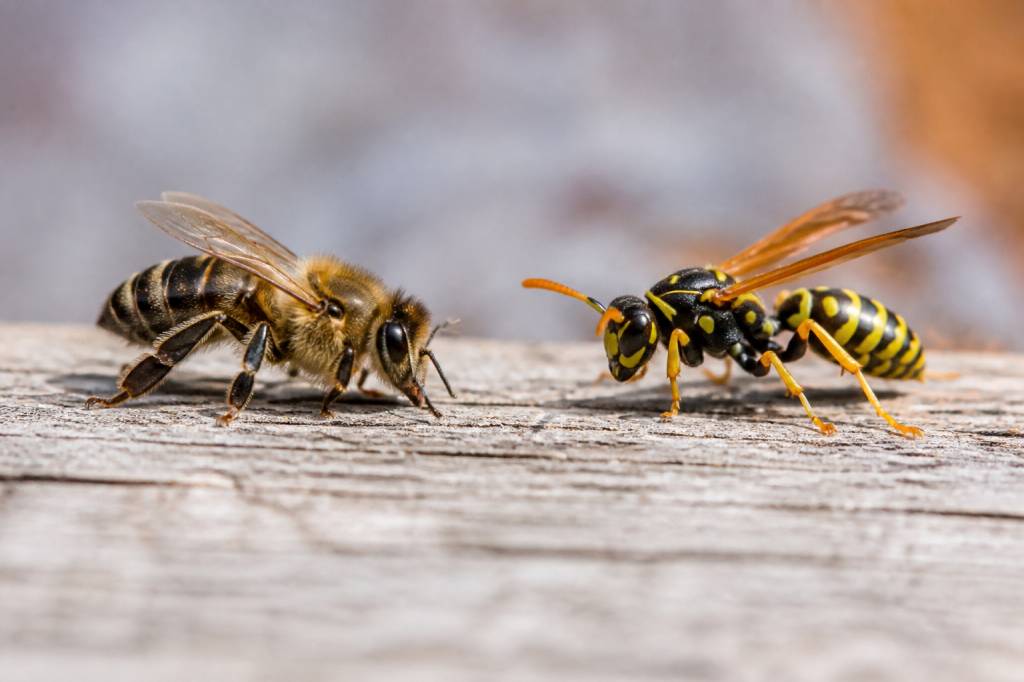 Abeille et guepes : comment les différencier au rucher
