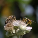 Abeille et guêpe : comment les différencier et agir sans risque