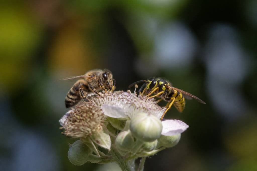Abeille et guêpe : comment les différencier et agir sans risque