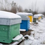 Comment réussir l’hivernage de ses colonies d’abeilles : gestes essentiels et erreurs à éviter