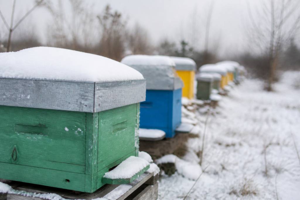 Comment réussir l’hivernage de ses colonies d’abeilles : gestes essentiels et erreurs à éviter