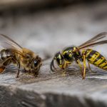 Abeille ou guêpe qui pique : comment les distinguer et réagir