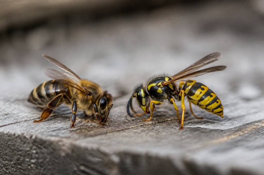 Abeille ou guêpe qui pique : comment les distinguer et réagir