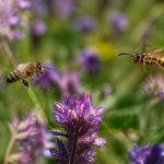 Abeilles et guepes : comment les différencier et les protéger au jardin
