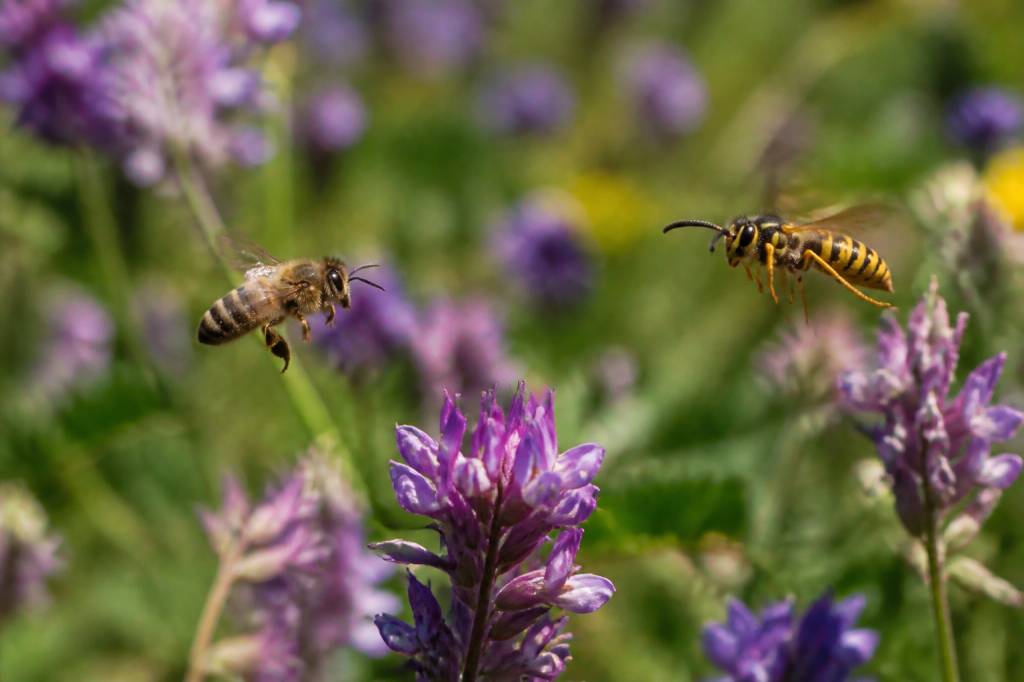 Abeilles et guepes : comment les différencier et les protéger au jardin