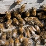 Abeille grise : reconnaître et élever cette variété d’abeille douce