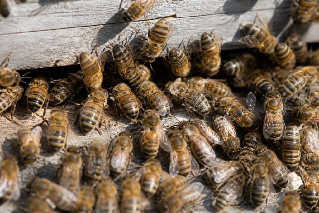 Abeille grise : reconnaître et élever cette variété d’abeille douce