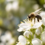 Abeille pollinisatrice : rôle essentiel pour les cultures et la biodiversité
