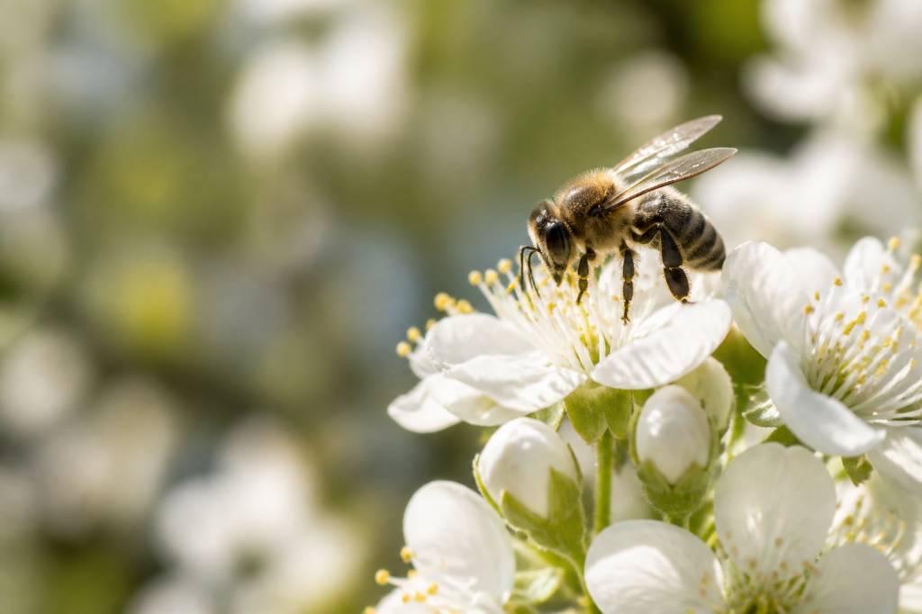 Abeille pollinisatrice : rôle essentiel pour les cultures et la biodiversité