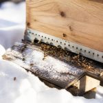 Abeille en hiver : comment protéger efficacement la colonie face au froid