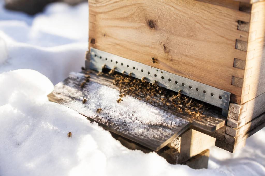 Abeille en hiver : comment protéger efficacement la colonie face au froid