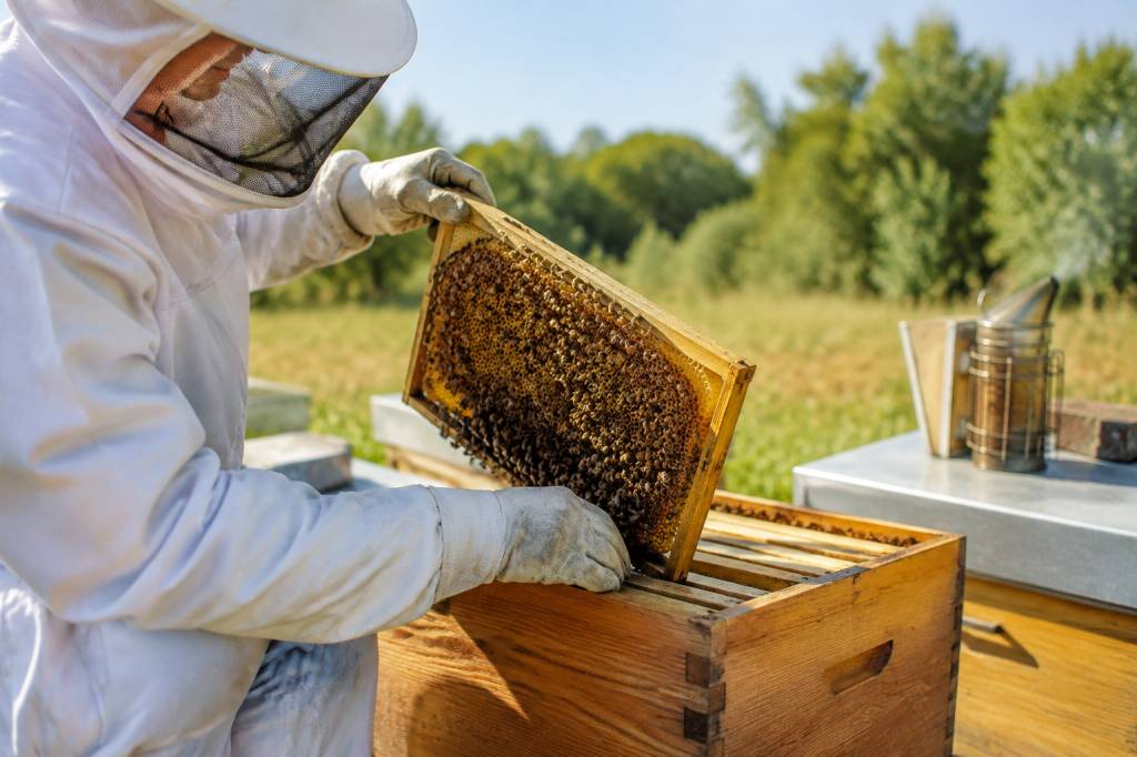 Apiculture et abeilles : les bases essentielles pour réussir au rucher