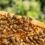 Abeille carnica : caractéristiques, élevage et conseils pour l’apiculteur