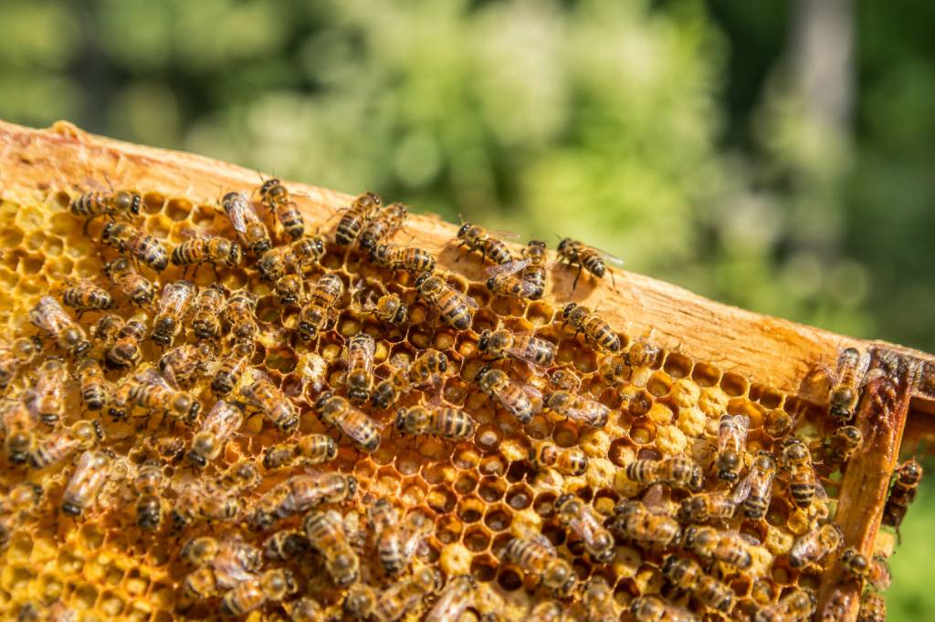 Abeille carnica : caractéristiques, élevage et conseils pour l’apiculteur