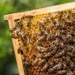 Abeilles carnica : caractéristiques, avantages et conseils pour bien les élever