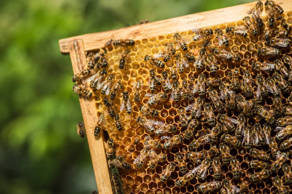 Abeilles carnica : caractéristiques, avantages et conseils pour bien les élever