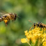 Abeilles et guêpes différence : comment les reconnaître et protéger son rucher