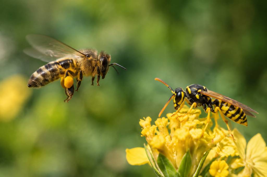 Abeilles et guêpes différence : comment les reconnaître et protéger son rucher