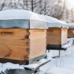 Abeille hivernage : les conseils essentiels pour protéger la colonie en hiver
