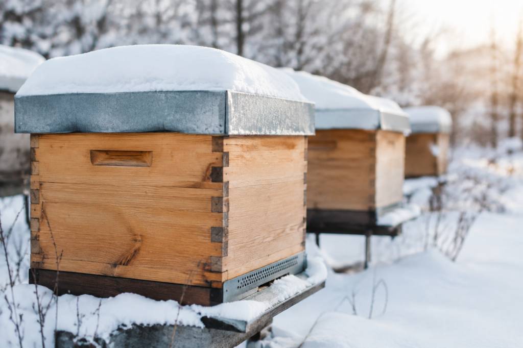 Abeille hivernage : les conseils essentiels pour protéger la colonie en hiver