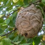 À quoi ressemble un nid de frelons asiatiques ?
