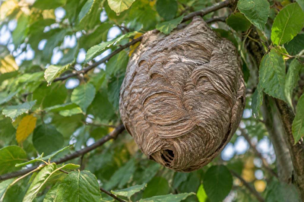 À quoi ressemble un nid de frelons asiatiques ?