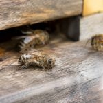 Abeille malade : symptômes, causes et traitements pour protéger la colonie