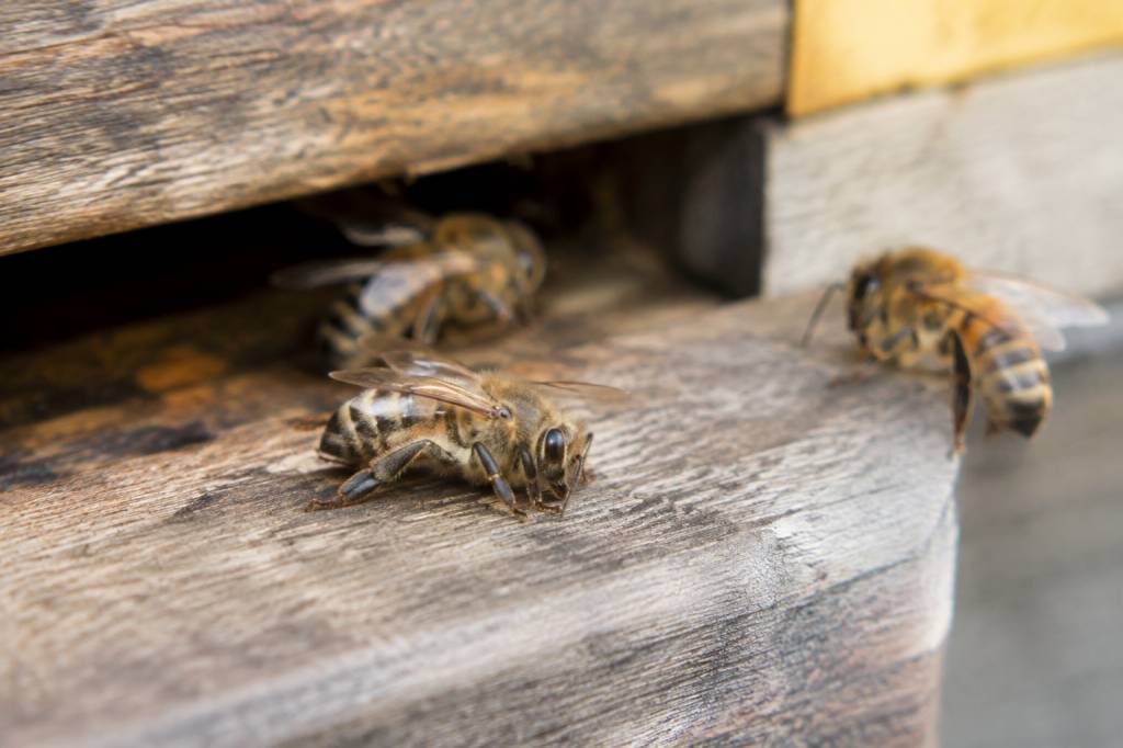 Abeille malade : symptômes, causes et traitements pour protéger la colonie