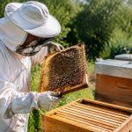 Abeille et apiculture : guide pratique pour bien conduire son rucher