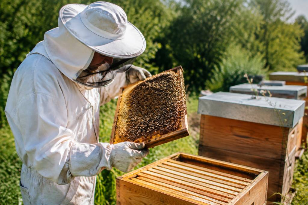 Abeille et apiculture : guide pratique pour bien conduire son rucher